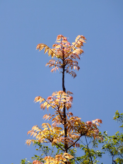 e0145782_19341212.jpg