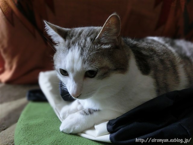 a0159490_10293264.jpg