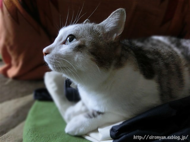 a0159490_10293486.jpg