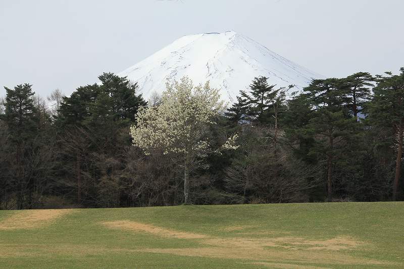 a0188405_9193539.jpg