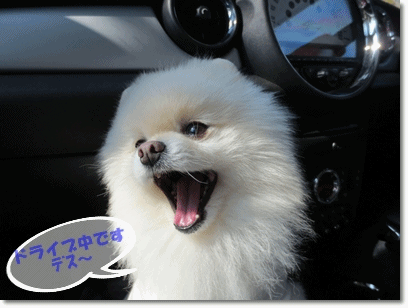 b0167519_2001044.gif