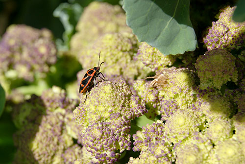 c0184125_1172117.jpg