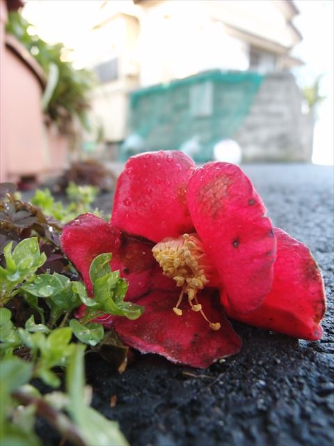 f0224100_6192544.jpg