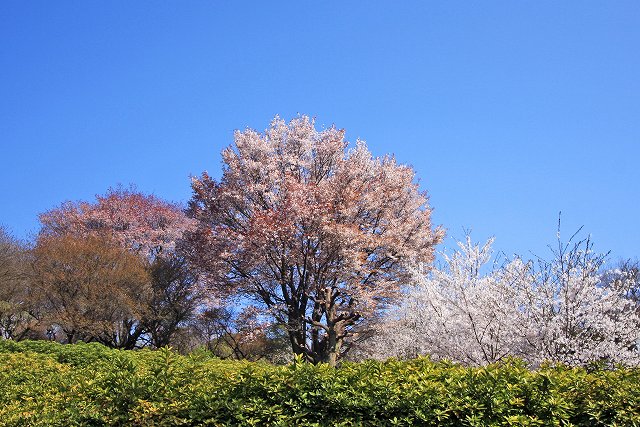 a0242438_20235530.jpg