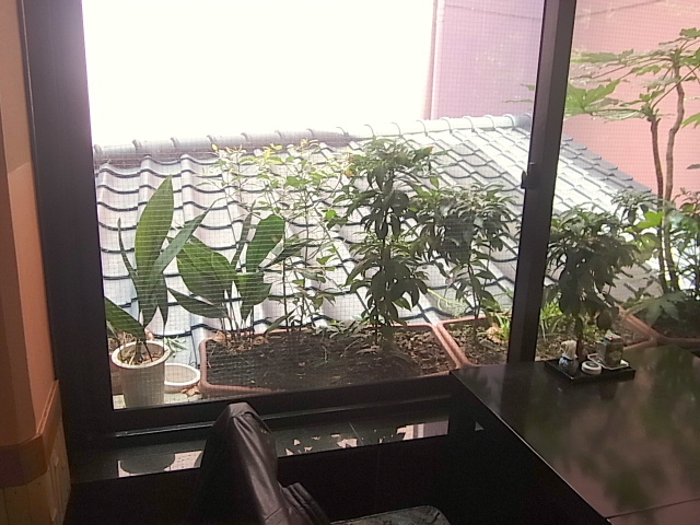 d0063149_2044544.jpg