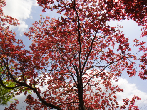 c0179351_971145.jpg