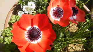 c0145763_1884688.jpg