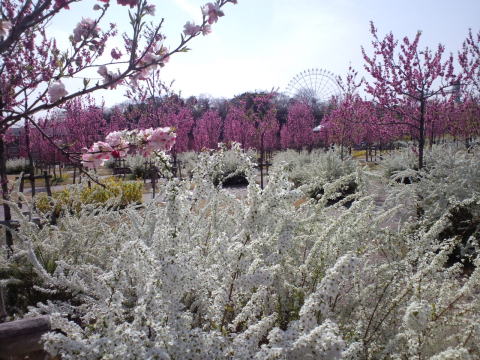e0161972_15394948.jpg