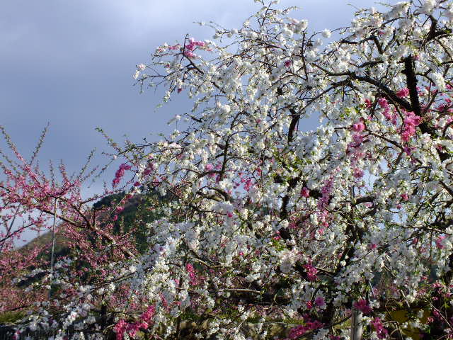e0145782_20461880.jpg