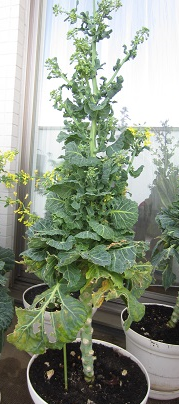 f0234590_8174718.png
