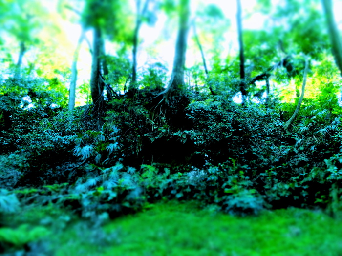 a0157704_4435620.jpg