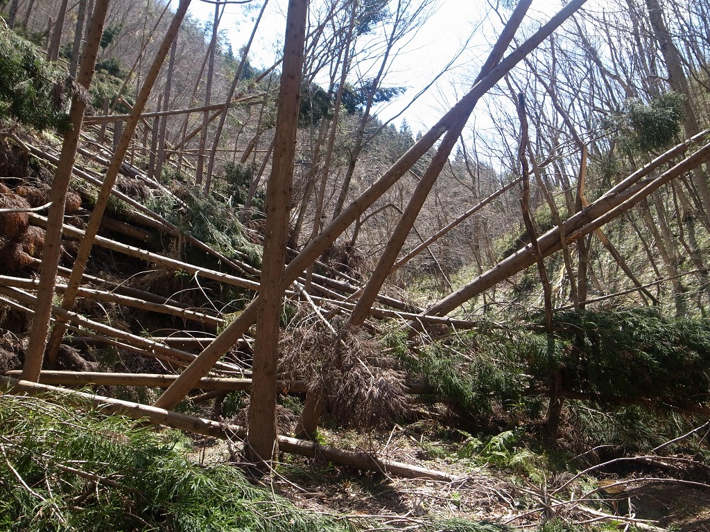 b0050305_21384439.jpg