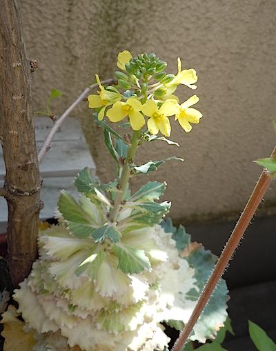 f0036716_2364494.jpg