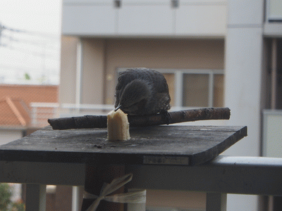 e0098223_1213143.gif