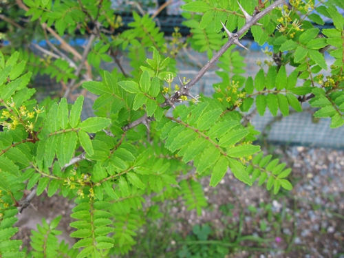 f0129726_21483788.jpg