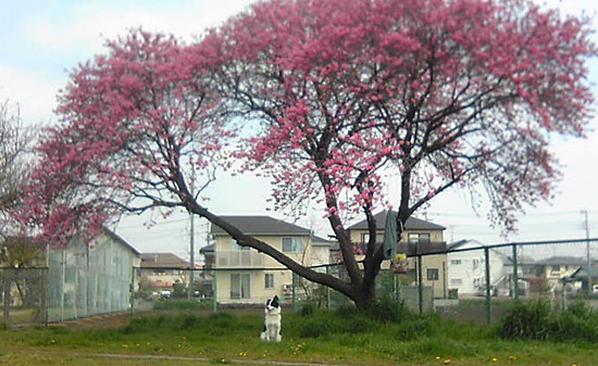 b0279527_00486.jpg