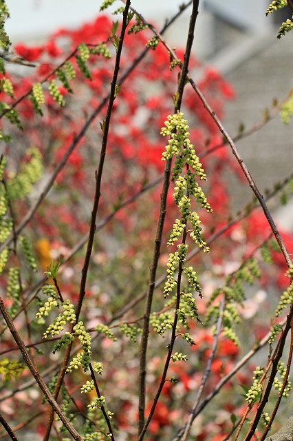 a0242438_18443152.jpg