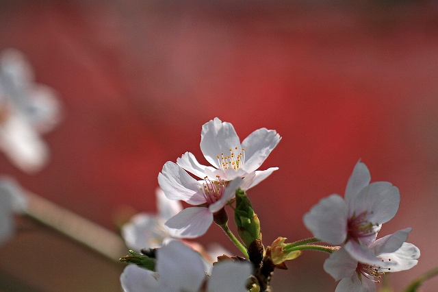 a0242438_18454095.jpg
