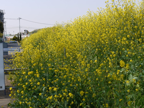c0185364_227799.jpg
