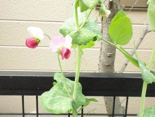 c0281888_13503575.jpg