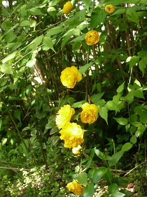 e0195300_17144369.jpg