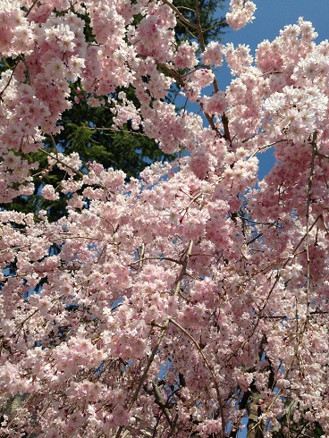 b0189343_12461389.jpg