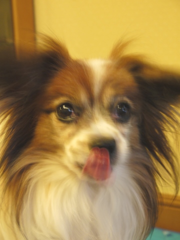 e0100046_1683349.jpg