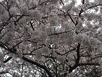 c0208355_13521319.jpg