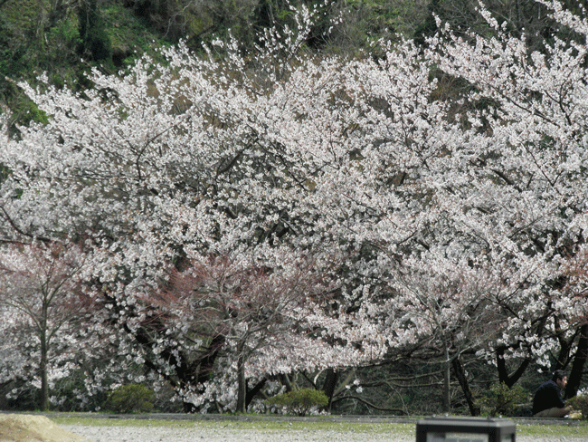 b0098881_20501594.gif