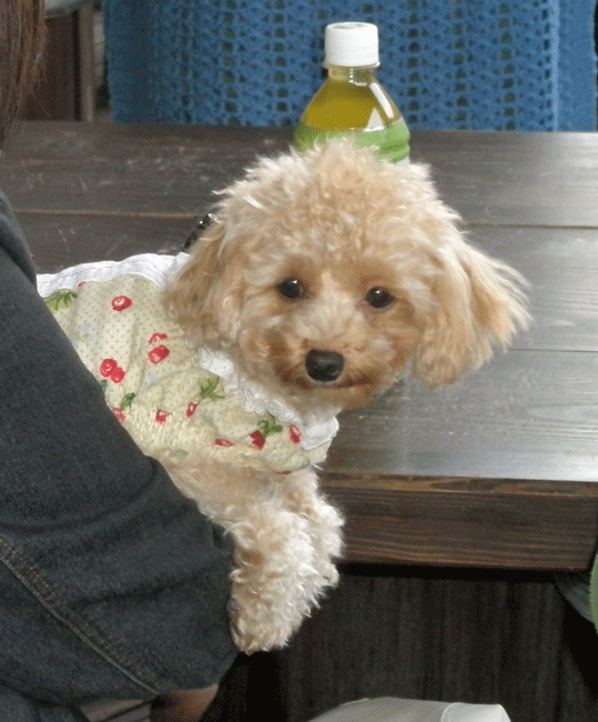 b0098881_20542078.gif