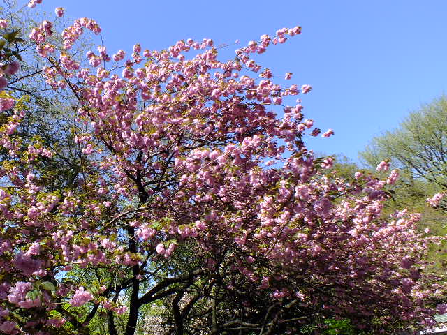 e0145782_20165544.jpg