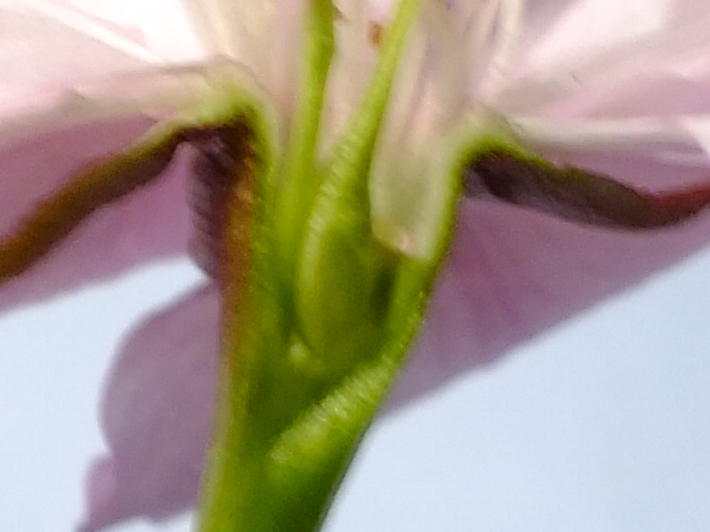 e0145782_20292271.jpg