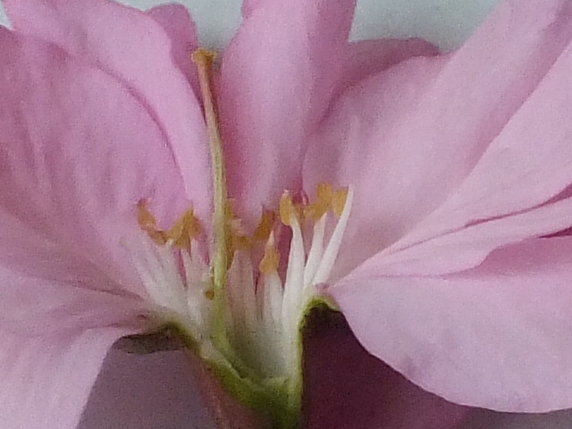 e0145782_20302443.jpg