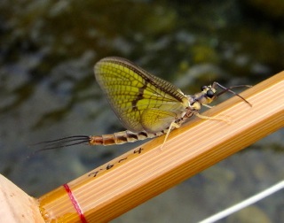 f0141392_11251519.jpg