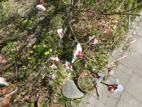 a0203003_10341814.jpg