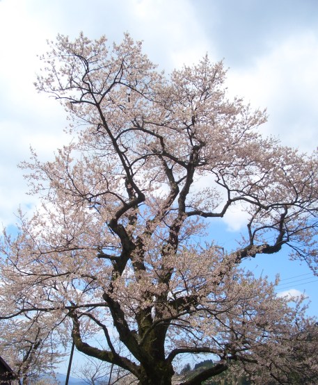 e0033713_1746172.jpg