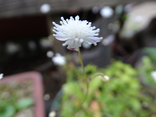 c0042418_7503246.jpg