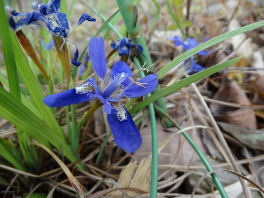 c0042418_755183.jpg