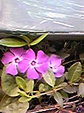 e0182926_1326577.jpg