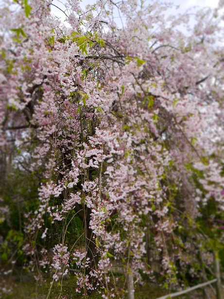 f0231829_2332099.jpg