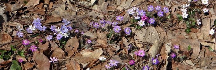 d0037233_102724.jpg