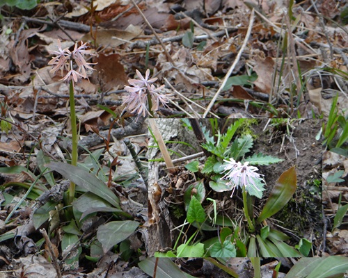 d0037233_1459683.jpg