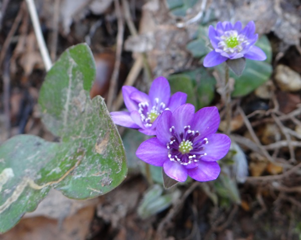d0037233_9584921.jpg