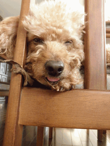 c0136736_2113583.gif