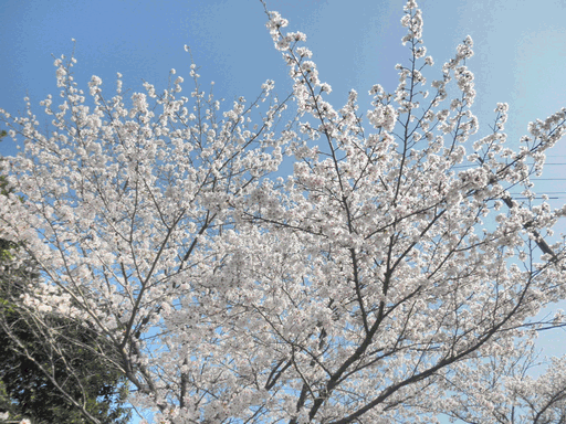 c0136736_2164969.gif