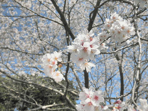 c0136736_217944.gif
