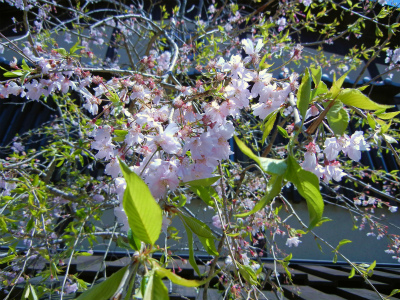 a0135840_9485835.jpg