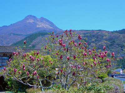 a0135840_949156.jpg