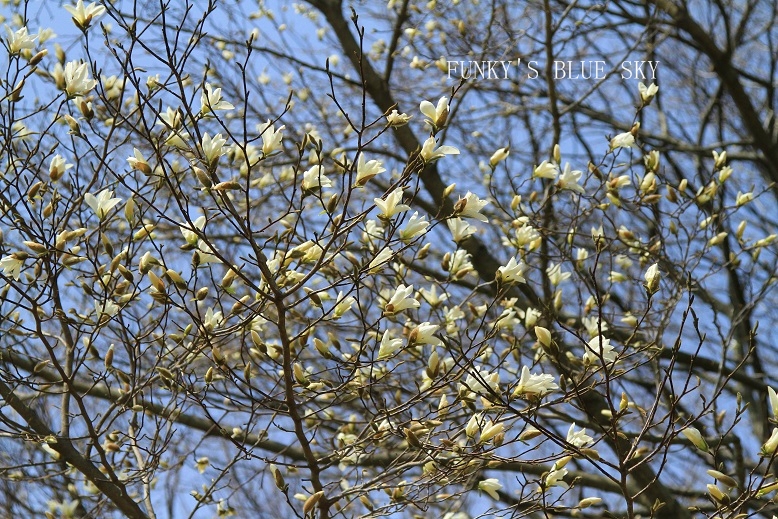 c0145250_10542547.jpg