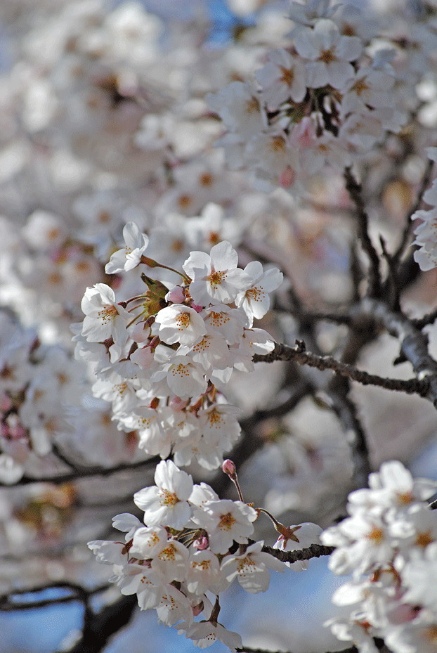 a0001354_21431615.gif
